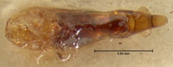 Media type: image;   Entomology 7307 Aspect: genitalia